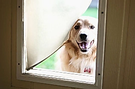 Cute dog looking through doggie door.