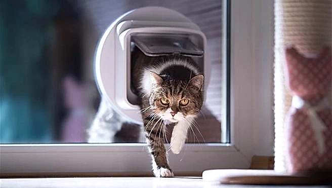 A cat emerging from a pet door in a glass door, walking indoors.